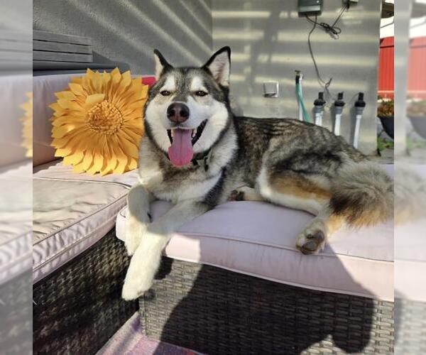 Medium Photo #1 Siberian Husky Puppy For Sale in Santa Maria, CA, USA