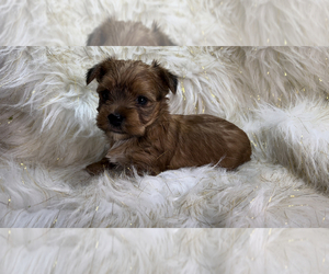 Yorkshire Terrier Puppy for sale in HAYWARD, CA, USA