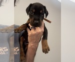 Puppy Brown Collar Doberman Pinscher