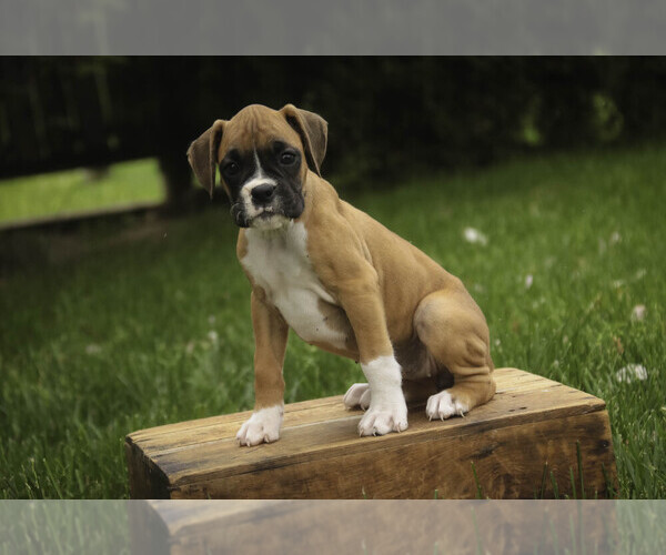 Medium Photo #7 Boxer Puppy For Sale in SHIPSHEWANA, IN, USA
