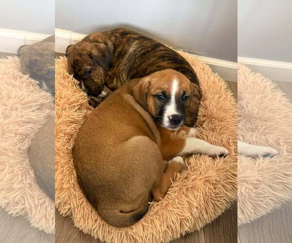 Medium Photo #3 Boxer-Unknown Mix Puppy For Sale in pomfret, CT, USA