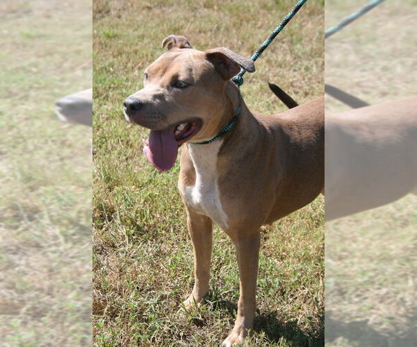 Medium Photo #3 Mutt Puppy For Sale in Abbeville, LA, USA