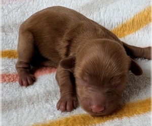 Medium Cavapoo (Miniature)
