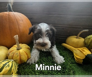 Schnauzer (Miniature) Puppy for sale in PORTLAND, IN, USA