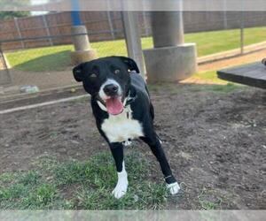 Labrenees Dogs for adoption in Plano, TX, USA