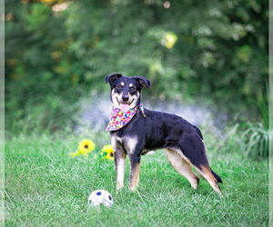 Labrador Retriever-Unknown Mix Dogs for adoption in Unionville, PA, USA