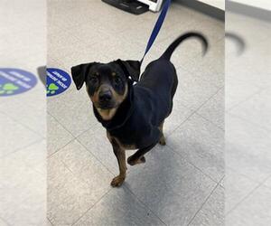 Chihuahua-Unknown Mix Dogs for adoption in Bakersfield, CA, USA