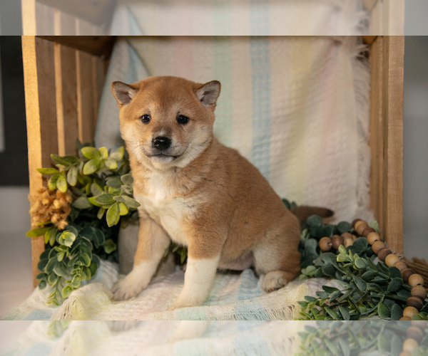Medium Photo #1 Shiba Inu Puppy For Sale in TOPEKA, IN, USA