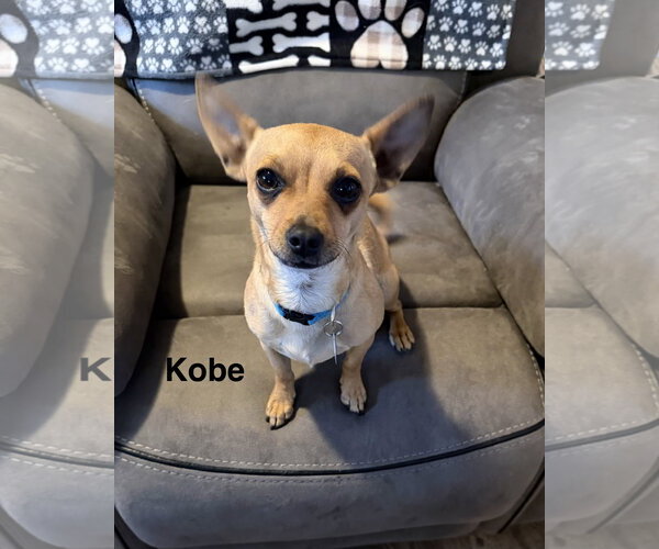 Medium Photo #3 Chihuahua-Unknown Mix Puppy For Sale in Colorado Springs, CO, USA