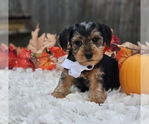 Yorkshire Terrier Puppy for sale in INDIANAPOLIS, IN, USA