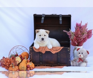 Shiba Inu Puppy for sale in PLATTEVILLE, WI, USA