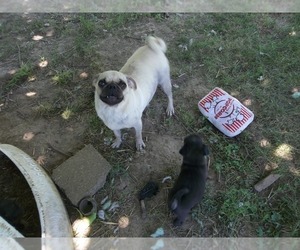 Mother of the Pug puppies born on 05/07/2022