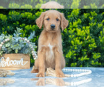 Puppy Jack Golden Retriever