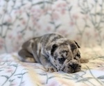 Small #8 French Bulldog