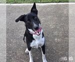 Small #4 Labrador Retriever-Retriever  Mix
