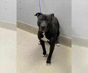 Mutt Dogs for adoption in Las Vegas, NV, USA