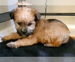 Small Photo #13 Shorkie Tzu Puppy For Sale in MARIETTA, GA, USA
