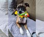 Small #3 Boxer
