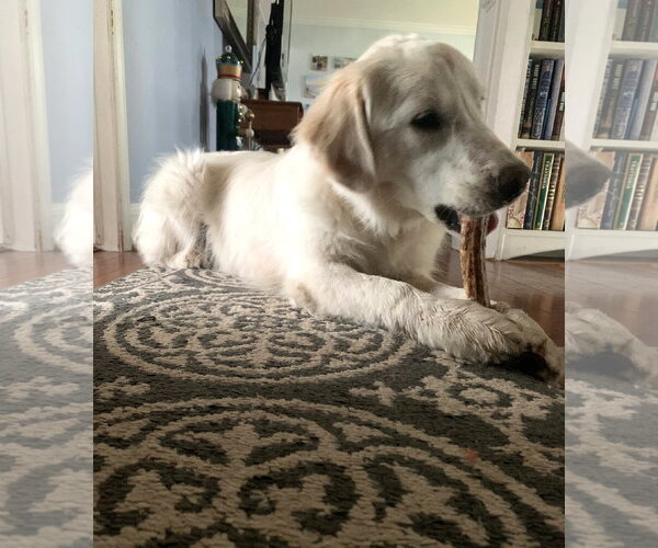 Medium Photo #5 Great Pyrenees Puppy For Sale in Wheaton, IL, USA