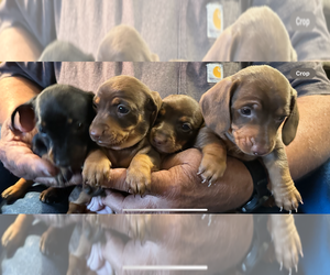 Dachshund Litter for sale in KALAMA, WA, USA