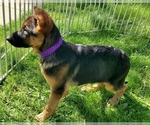 Small Photo #16 German Shepherd Dog Puppy For Sale in WHEELING, IL, USA