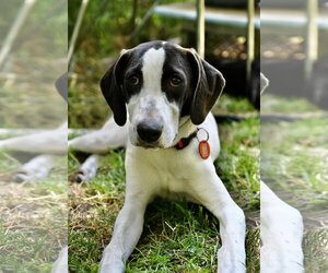 Mutt Dogs for adoption in Wakefield, RI, USA