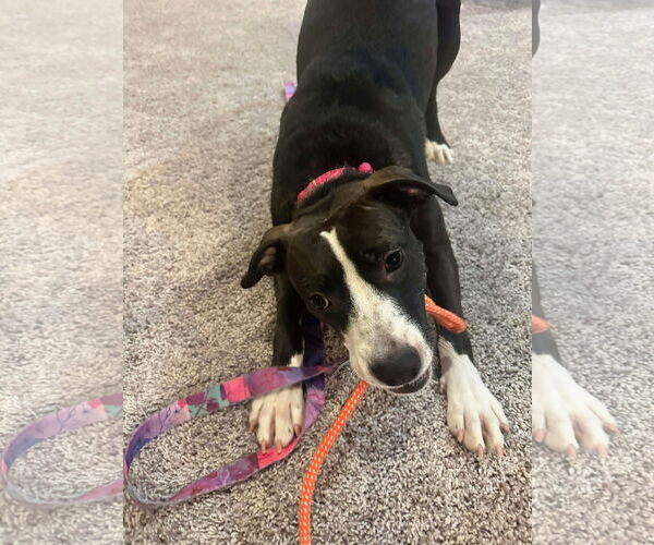Medium Photo #4 Mutt Puppy For Sale in GILBERTS, IL, USA