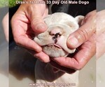 Small #54 Dogo Argentino