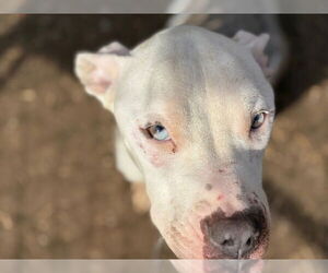 Mutt Dogs for adoption in Tulsa, OK, USA