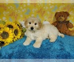 Small #4 Goldendoodle