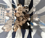 Small Photo #21 Miniature Australian Shepherd Puppy For Sale in NEW PORT RICHEY, FL, USA