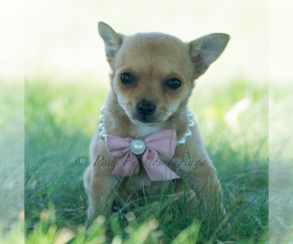 Medium Photo #46 Chihuahua Puppy For Sale in WARSAW, IN, USA