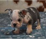 Small #3 English Bulldog
