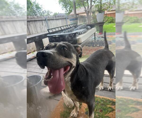 Medium Photo #1 American Staffordshire Terrier Puppy For Sale in San Antonio, TX, USA