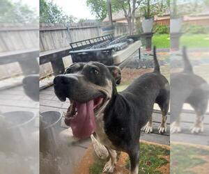 American Staffordshire Terrier Dogs for adoption in San Antonio, TX, USA