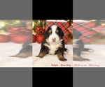 Small #1 Bernese Mountain Dog