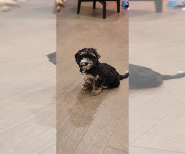 Medium Photo #2 Schnocker Puppy For Sale in PORTLAND, OR, USA
