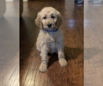 Small Photo #4 Goldendoodle Puppy For Sale in FREDONIA, KY, USA