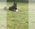 Small #15 Schnauzer (Giant)
