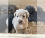 Small Photo #5 Labrador Retriever Puppy For Sale in OUTLOOK, WA, USA