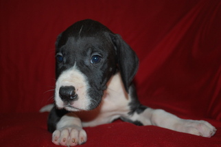 Great Dane Puppy for sale in SPRINGFIELD, MO, USA