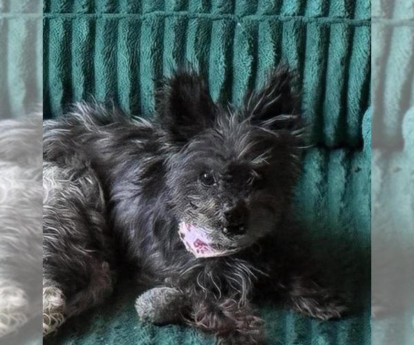 Medium Photo #1 Mutt Puppy For Sale in Cranston, RI, USA
