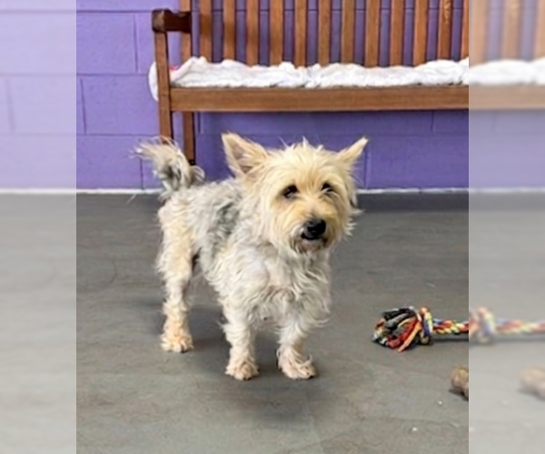 Medium Photo #1 Unknown-Wheaten Terrier Mix Puppy For Sale in Genesee, WI, USA