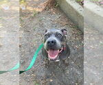 Small #9 American Pit Bull Terrier Mix