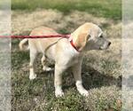 Small #3 Great Pyrenees Mix