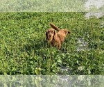 Small Photo #1 Dachshund Puppy For Sale in MIDDLEBURY, IN, USA