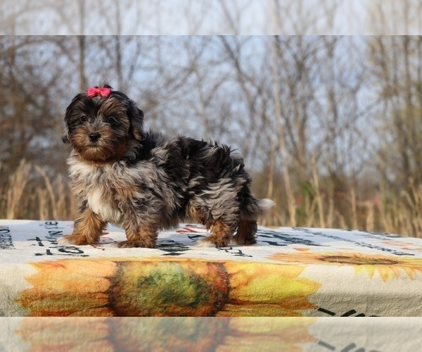 Medium Photo #34 ShihPoo Puppy For Sale in DYERSBURG, TN, USA