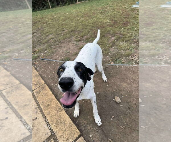 Medium Photo #10 Great Dane-Pointer Mix Puppy For Sale in Bullard, TX, USA