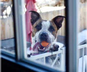 Stix (Courtesy) - Male Mutt Dog for Adoption - Photo #3