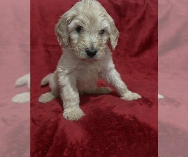 Medium Photo #2 Goldendoodle Puppy For Sale in HILLSBOROUGH, NH, USA